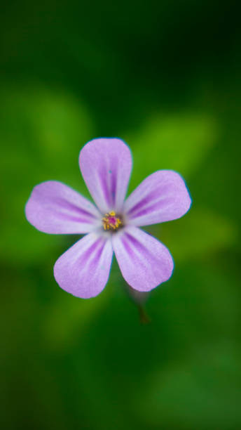 istock Purple wild flower macro 1488908476