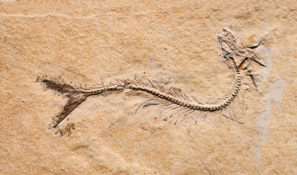 istock Prehistoric fish fossil 1488908480