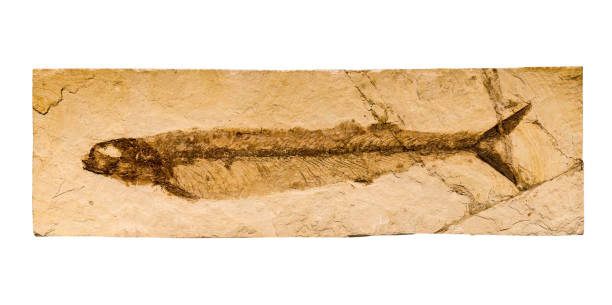 istock Prehistoric fish fossil 1488908489