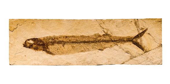 Prehistoric fish fossil impint in stone isolated on a white background