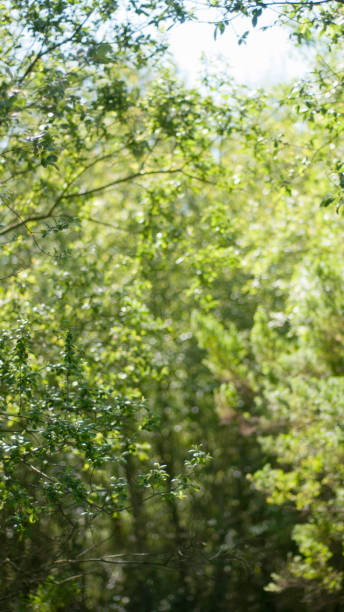 Green foliage in a garden