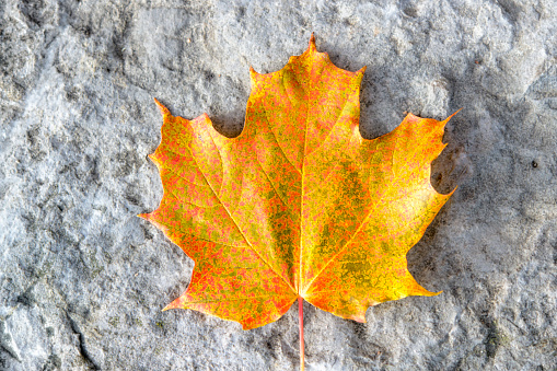 Red autumn leaf on yellow foliage background. Colorful fallen foliage, season change symbol. Design background pattern for seasonal use.