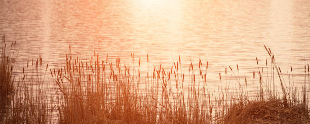 istock Reedmace or bulrush plant with fluffy spikes growing at sunset 1488913038