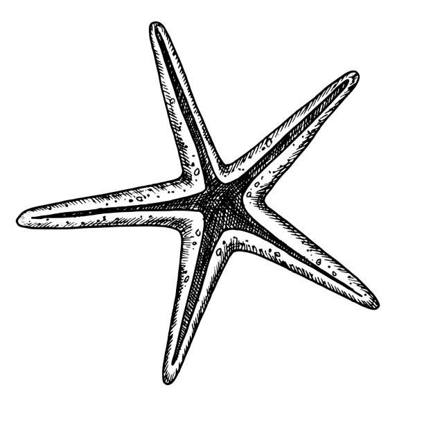 ilustrações de stock, clip art, desenhos animados e ícones de vector star fish. hand drawn illustration of starfish on isolated background. drawing of seashell in outline style. sketch of sea shell painted by black ink for icon or logo. etching of cockleshell - etching starfish engraving engraved image