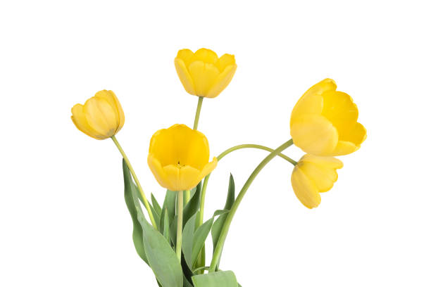 istock Fully opened buds of yellow tulips on a white background. 1488919599