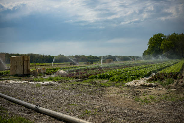 istock view of  salads fields being watered 1488920304