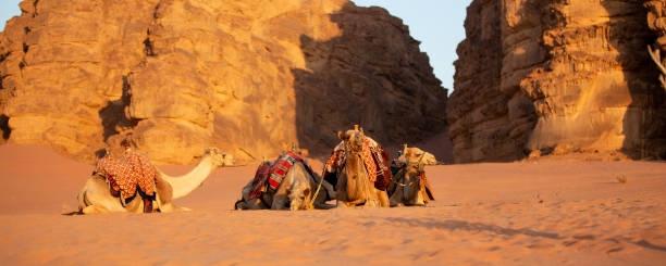 istock Camels lying down, desert sand, Wadi Rum, Jordan 1488920529