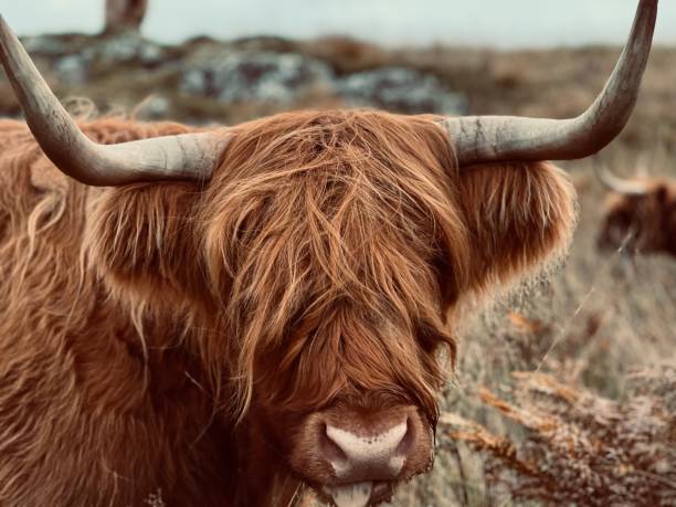istock Headshot of a Highland Cow 1488921197