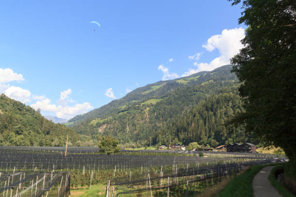 사과 농장 위의 탠덤 패러글라이더와 이탈리아 사우스 티롤의 살타우스 근처의 산 파노라마 - south tyrolean apple 뉴스 사진 이미지