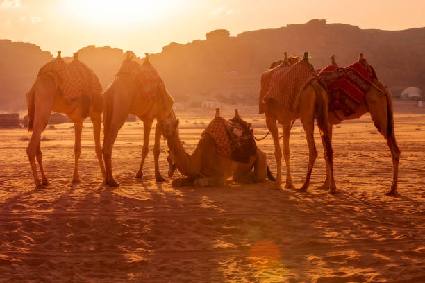 istock Camels in Wadi Rum desert, Jordan at sunset 1488921358