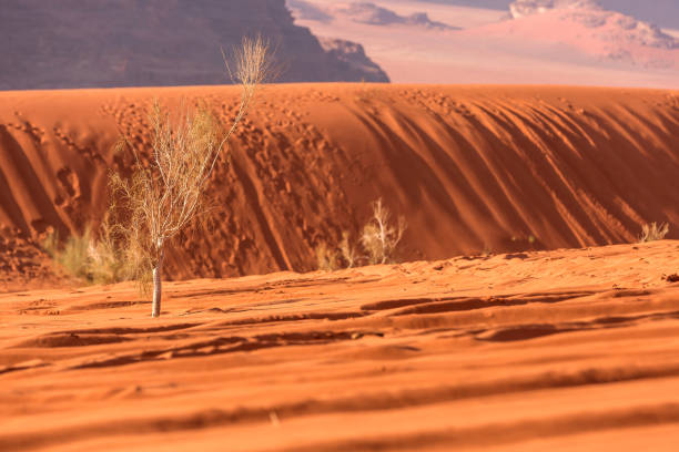 istock Golden desert dune sand and tree background 1488921479