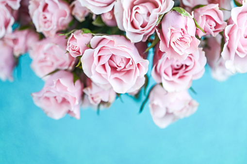 Pink roses with blue background