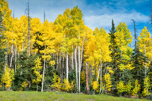 Fall colors in Cedar Breaks National Monument in Utah, USA.