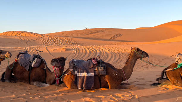 istock Camels resting and a motor cycle 1488924606