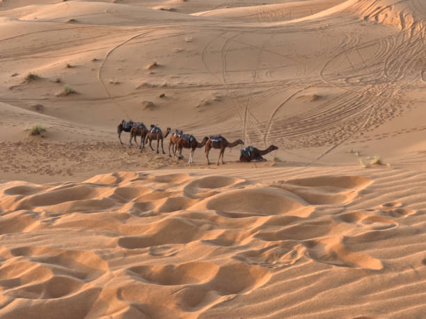 istock Camels in the light of the setting sun 1488924616