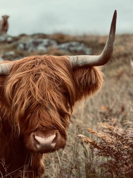 foto de una vaca de las tierras altas - cattle highland cattle beef animal fotografías e imágenes de stock
