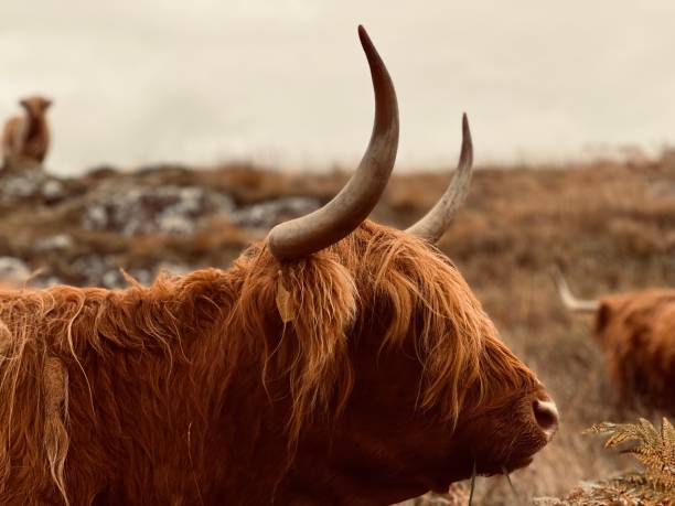istock Headshot of a highland cow 1488932030