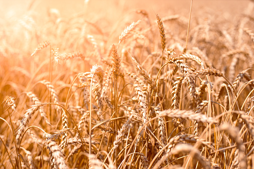 ears of ripe wheat bent under the rays of the sun. Rich agricultural grain harvest