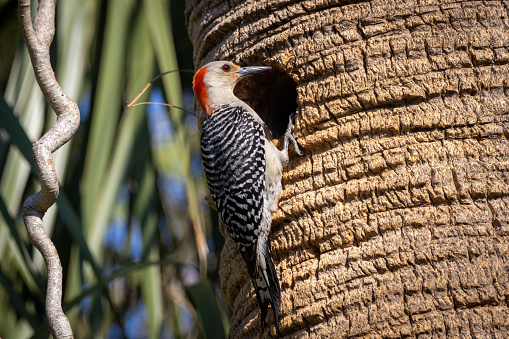 After dutifully feeding her young, a female red-bellied woodpecker perches outside her nesting hole, displaying her vibrant plumage and attentive expression.