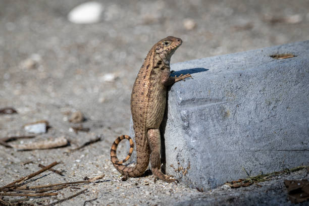 Unique Northern Curly-Tailed Lizard's Vertical Stance In a unique and captivating display, a northern curly-tailed lizard stands straight up on a piece of concrete, showcasing its agility and extraordinary interaction with its urban environment. northern curly tailed lizard leiocephalus carinatus stock pictures, royalty-free photos & images