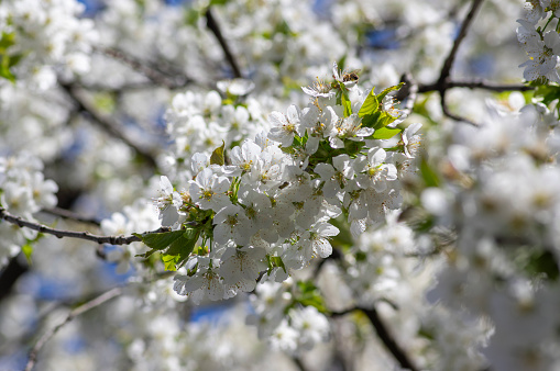 Prunus avium wild sweet cherry in bloom, beautiful white flowering tree branches with green leaves, blue sky