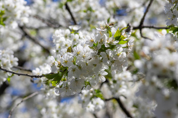 prunus avium dzika czereśnia w rozkwicie, piękne białe kwitnące gałęzie drzew z zielonymi liśćmi - czeremcha zdjęcia i obrazy z banku zdjęć