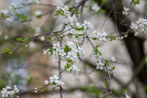 Prunus spinosa blackthorn flowers in bloom, small white flowering sloe tree branches, small green leaves