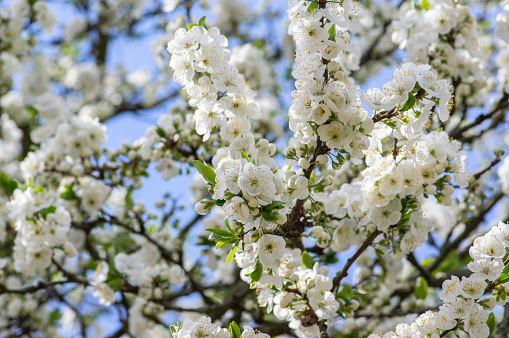 Prunus domestica italica greengages plums tree in bloom, beautiful rich flowering branches in sunny springtime