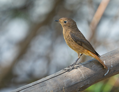 The Common Redstart (Phoenicurus phoenicurus), or often simply Redstart, is a small passerine bird in the genus Phoenicurus. Like its relatives, it was formerly classed as a member of the thrush family, (Turdidae), but is now known to be an Old World flycatcher (family Muscicapidae).