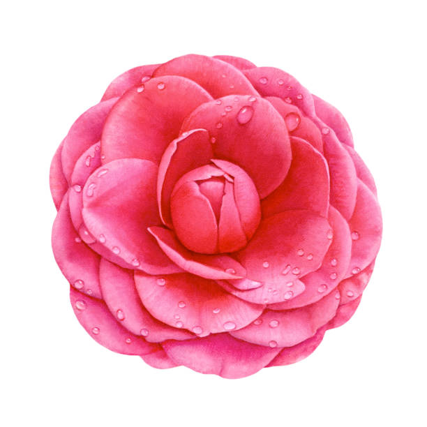 Camellia Flower vector art illustration