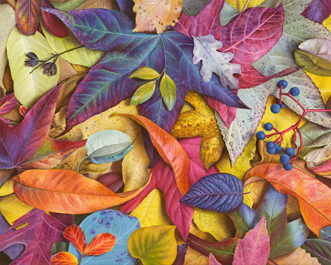 An illustrated medley of autumn leaves in bright colors.