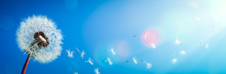 Dandelion Seeds Blowing In The Wind With Blue Sky And Sunlight - Make A Wish Concept
