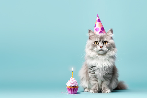 Fluffy cat celebrating with party hat and birthday cupcake with one birthday candle