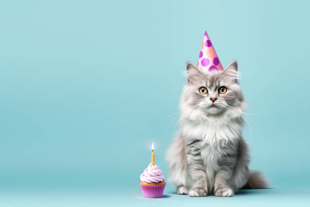 Cat celebrating with party hat and birthday cupcake Fluffy cat celebrating with party hat and birthday cupcake with one birthday candle cat party hat stock pictures, royalty-free photos & images