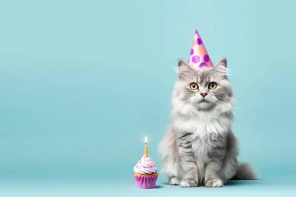 Photo of Cat celebrating with party hat and birthday cupcake