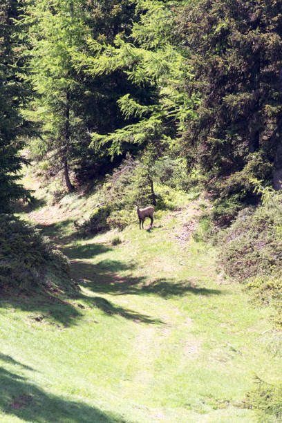 istock A trail in mountain with Alpine chamois 1488937644