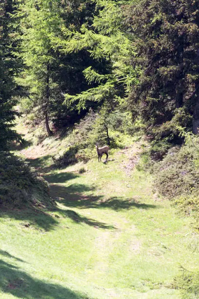 A trail in mountain with Alpine chamois in Italy