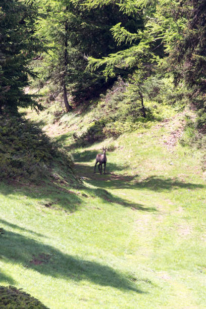 A trail in mountain with Alpine chamois in Italy