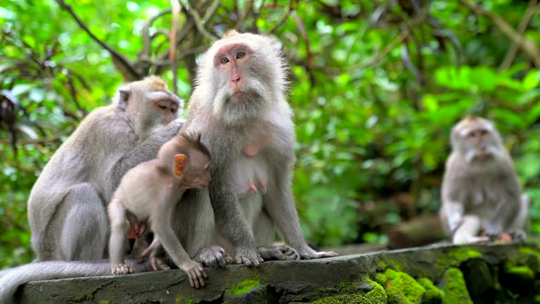 Monkey Family