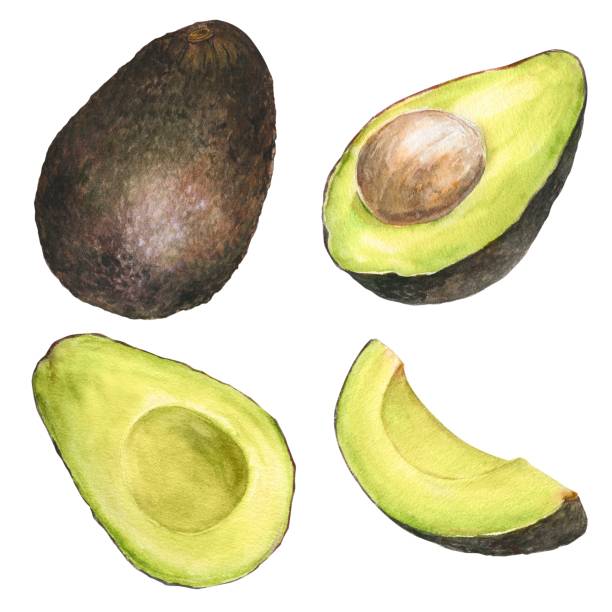 Watercolor illustration of a set of avocados hass in different angles and cuts, isolated Watercolor illustration of a set of appetizing hass green avocado in different angles and cuts, isolated. Can be used for packaging design, prints hass avocado stock illustrations