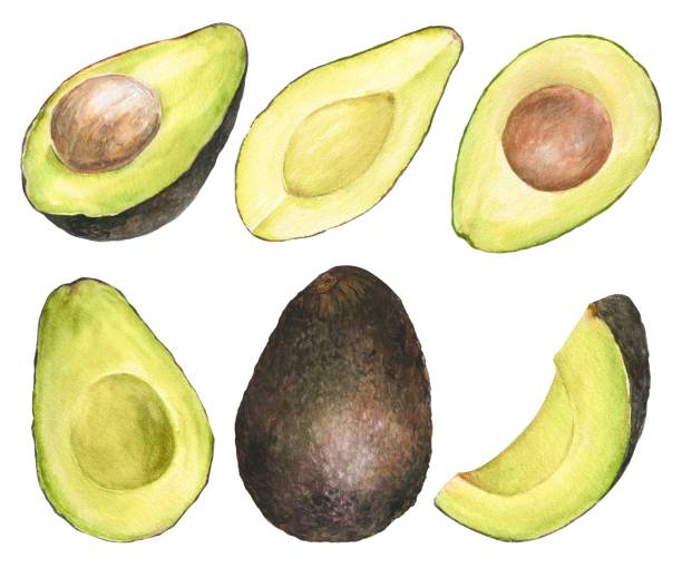 Watercolor illustration of a set of avocados hass in different angles and cuts, isolated Watercolor illustration of a set of appetizing hass green avocado in different angles and cuts, isolated. Can be used for packaging design, prints hass avocado stock illustrations