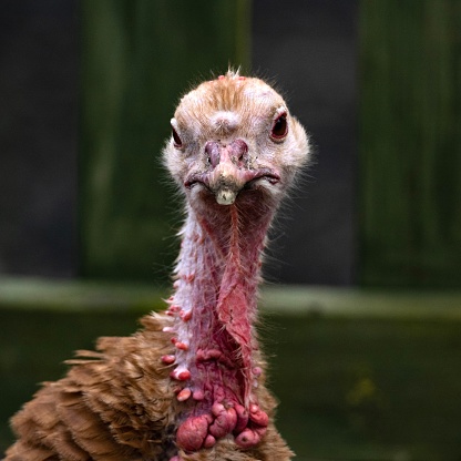 Female turkeys, also known as hens, have a smaller and more streamlined body compared to male turkeys. They have brownish-gray feathers with a lighter underbelly and a small, featherless head with a blue-gray color. They have a short, curved beak and a fleshy, pinkish-red flap of skin called a snood that hangs over their beak. The hens also have a small, pointed, and dull-colored spur on their lower legs.