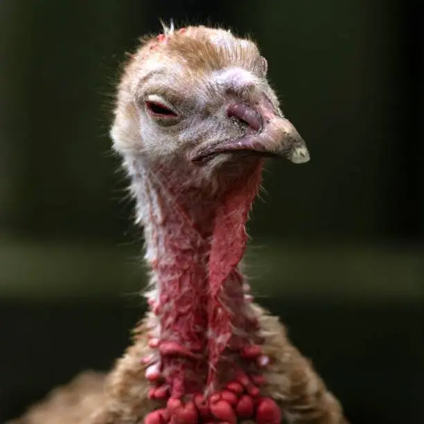 Female turkeys, also known as hens, have a smaller and more streamlined body compared to male turkeys. They have brownish-gray feathers with a lighter underbelly and a small, featherless head with a blue-gray color. They have a short, curved beak and a fleshy, pinkish-red flap of skin called a snood that hangs over their beak. The hens also have a small, pointed, and dull-colored spur on their lower legs.