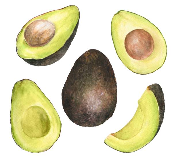 Watercolor illustration of a set of avocados hass in different angles and cuts, isolated Watercolor illustration of a set of appetizing hass green avocado in different angles and cuts, isolated. Can be used for packaging design, prints hass avocado stock illustrations