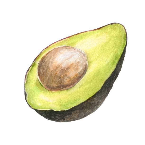 Watercolor illustration of appetizing green sliced hass avocado with pit, isolated Watercolor illustration of appetizing green sliced hass avocado with pit, isolated. Can be used for packaging design, prints hass avocado stock illustrations