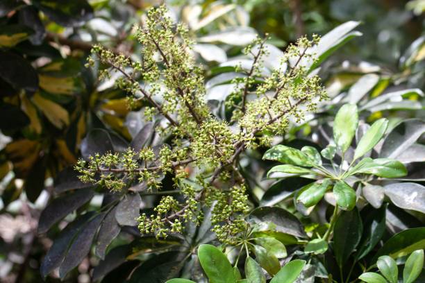 istock Dwarf umbrella tree inflorescence, Heptapleurum arboricola 1488946242