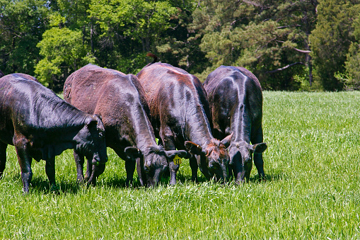 A herd of black angus cows grazing in a summer pasture.