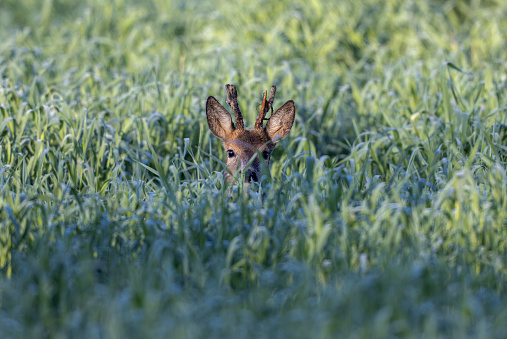 Roebuck (Capreolus capreolus) looking out of a cereal field.