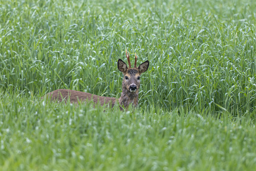 Beautiful roebuck (Capreolus capreolus) standing in an agricultural field.