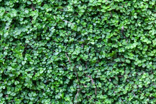 istock Corsican creeper, Soleirolia soleirolii 1488947358